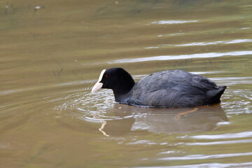 FOCHA COMÚN EN UN HUMEDAL DE LA ISLA DE TENERIFE
