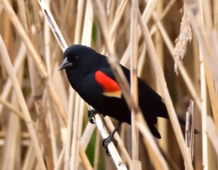 Red wing  blackbird