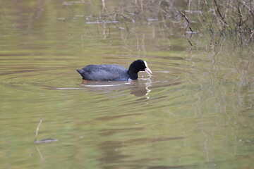 FOCHA COMÚN EN UN HUMEDAL DE LA ISLA DE TENERIFE