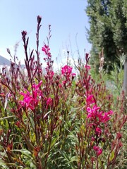 Pink flowers in the park