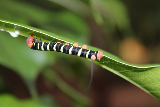 macro