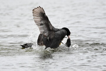 FOCHA COMÚN EN UN HUMEDAL DE LA ISLA DE TENERIFE