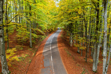 Road in the autumnal forest, top angle view