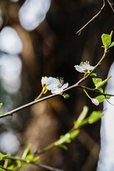 Spring flowering branch on a brown trunk background