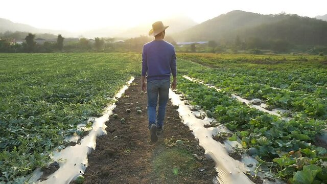 Farmer Walking In Melon Field With Sunset
