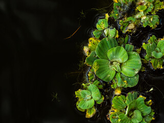 lilly pads floating in a dark pond