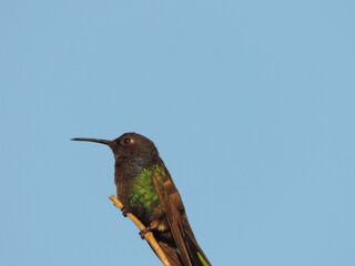 Bird tree sky