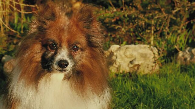 A friendly, mature German Pomeranian looks at the camera on a warm summer spring evening. High quality FullHD footage