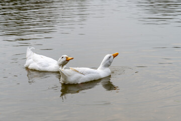 Pair of Pekin Peking Aylesbury Ducks swimming in line