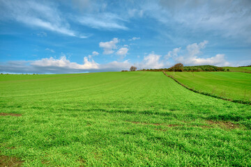 Magnificent green grass agricultural field covered the hill that extends to blue sky and white clouds and small path way on in waiting for harvesting and fallow pasture