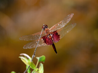 red dragonfly on a branch