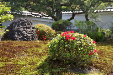 庭のツツジ　日本庭園