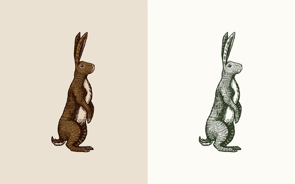 Wild hare or brown rabbit stands on its hind legs. European Bunny or cowardly coney. Hand drawn engraved old animal sketch for T-shirt, tattoo or label or poster. Vector illustration.