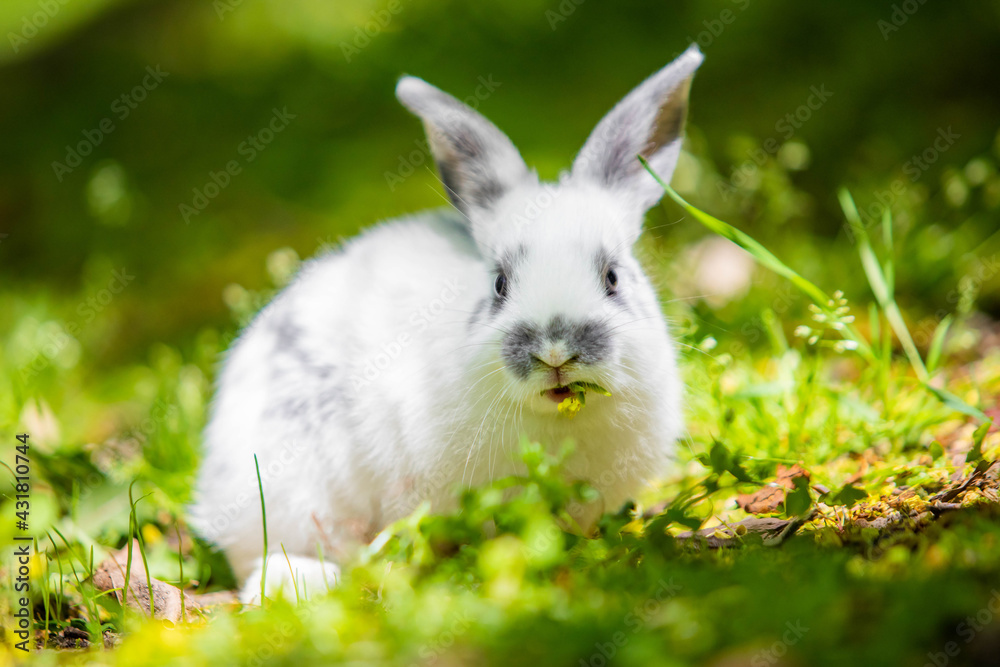 Wall mural Cute little white bunny rabbit on the grass meadow eating