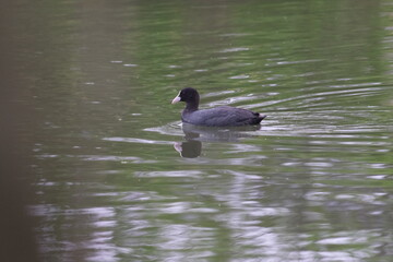 オオバン
Black Coot