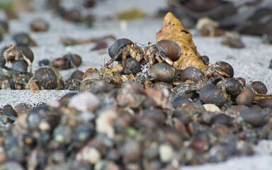 Hermit Crabs