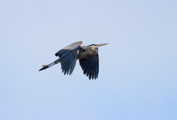 Great Blue Heron