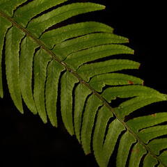 Fern Leaf