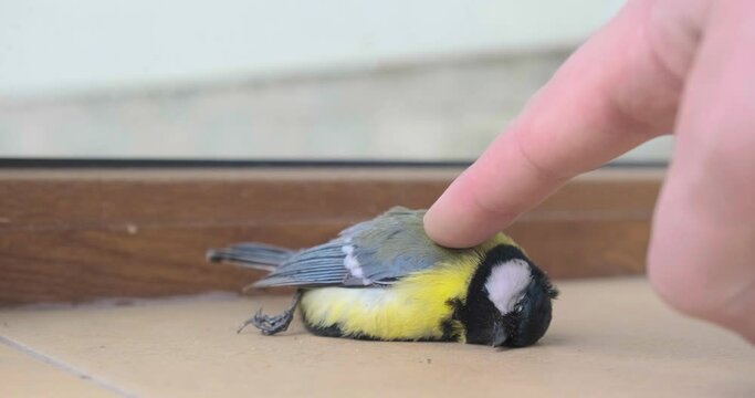 Finger touches dead great tit bird to check for life signs. Dead bird after hitting transparent window.