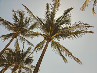 Fototapeta na wymiar Miami Palm Trees