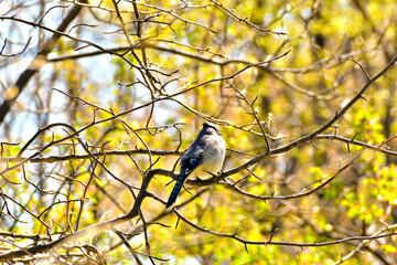 Blue Jay