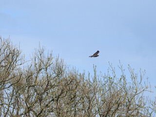Bird in flight over trees without leaves