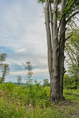 lonely tree on a hill, old beech standing a hill on a cloudy day