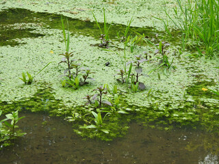 Water plants on the pond water