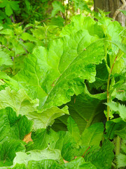 A few large green leaves close up
