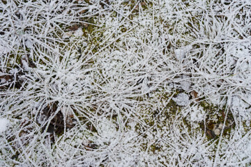 hoarfrost on the ground, winter carpet