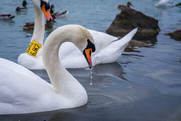 Obraz premium Ringed swan on lake Balaton, Plastick tag on a swan neck, Bird stock-taking