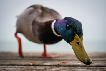 Male duck from close up, duck motion in front of a camera