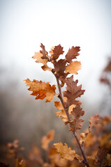 orange leaves in winter, red oak leaves