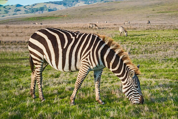 Fototapeta na wymiar Zebras in the wild