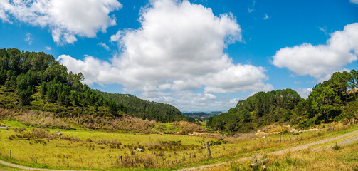 Naklejka premium Green nature landscape in Coromandel, New Zealand
