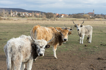 Fototapeta premium cows grazing on a field in Hungary