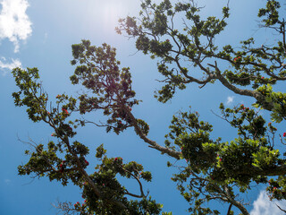 Native flora with lush foliage growing on the Coromandel Peninsula, New Zealand
