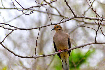 Mourning dove