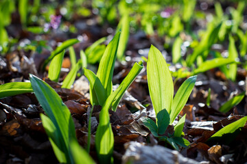 wild garlic, wild cowleek, ramsons, buckrams, broad-leaved garlic, wood garlic, bear leek, bear's garlic leaves