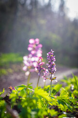 fumewort blooming in march, Corydalis solida from close up