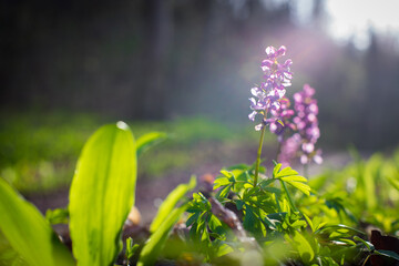 fumewort blooming in march, Corydalis solida from close up