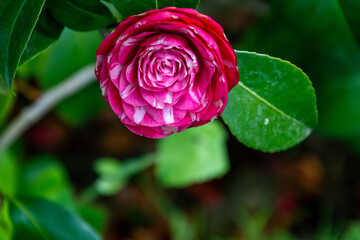 Camellia japonica pertenece a la familia Theaceae