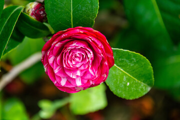 Camellia japonica pertenece a la familia Theaceae