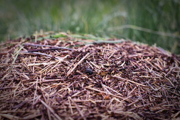 anthill in the middle of the forest, macro hustle and bustle