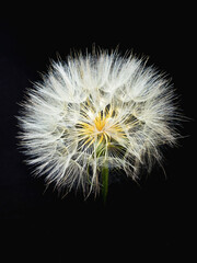 meadow salsify from close up with black background, Jack-go-to-bed-at-noon macro picture