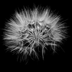 black and white Jack-go-to-bed-at-noon from close up with black background, meadow salsify macro picture,