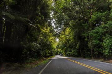Fototapeta premium Car driving into autumn forest in Nort Island, New Zealand
