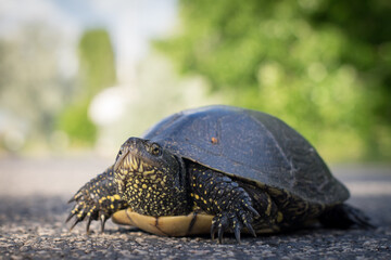 European pond turtle side view on the road