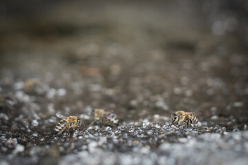 Drinking bees around a pond in summer