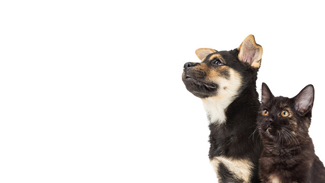 Cute Kitten and Puppy Looking Upwards White Web Banner